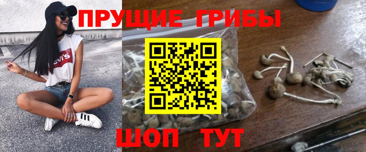 наркота  Галлюциногенные грибы прущие грибы  Вход с VPN  Всеволожск 